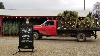 Fresh Cut Trees on a Farm Truck in the Barnyard