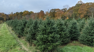 Tree block at the Valley Farm