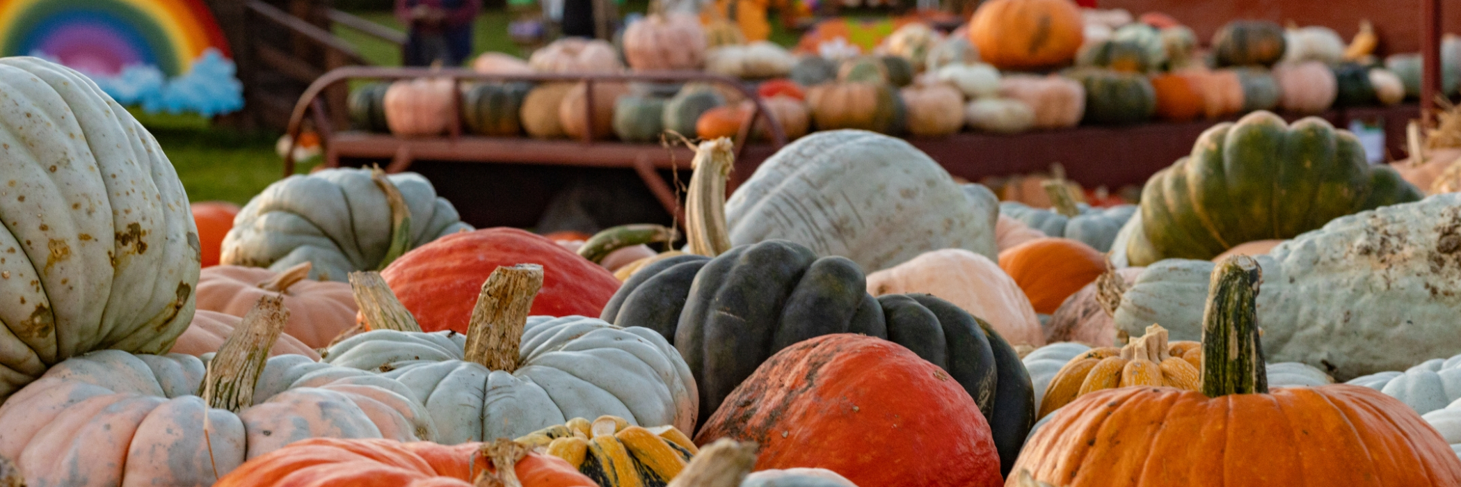 Pumpkins varieties on table 