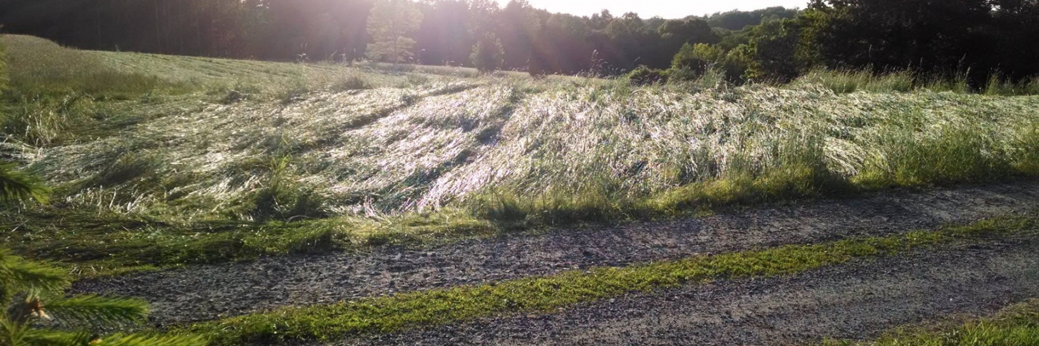 the farm as the sun is setting