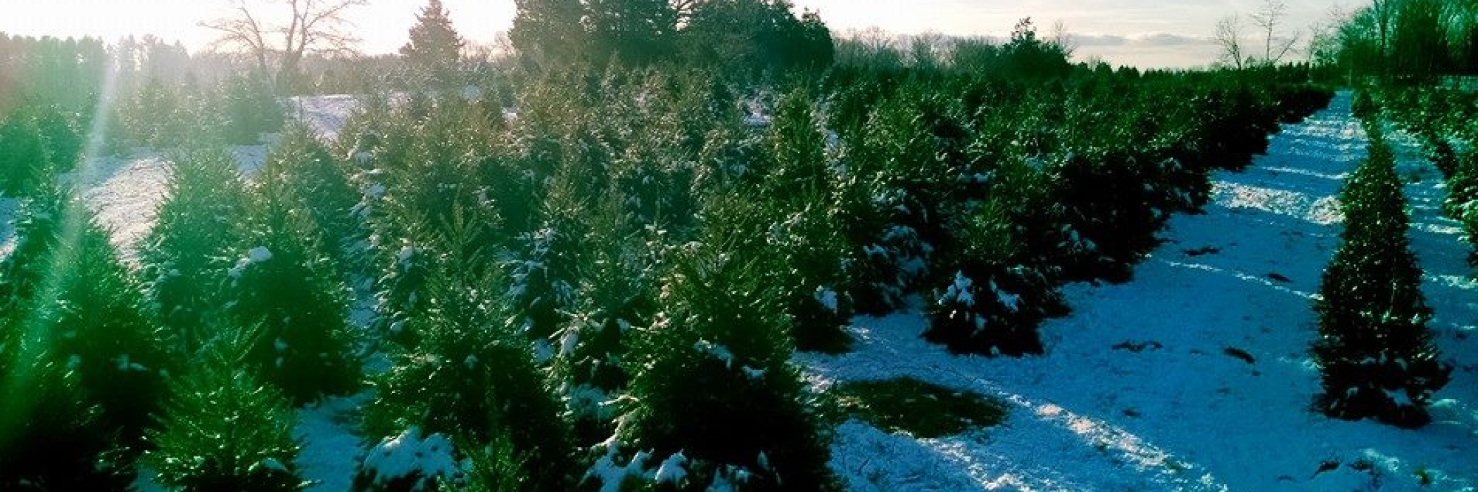 rows of christmas trees