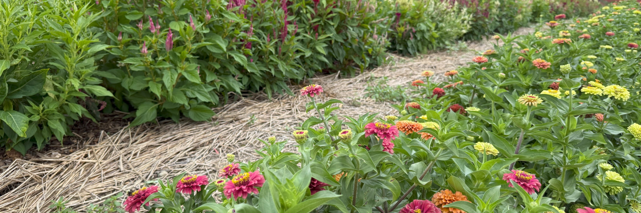 Flower garden at the Harvest Kitchen