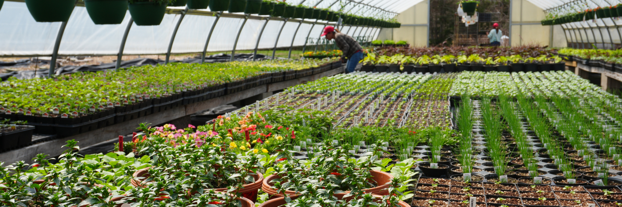 Colorful flowers growing in our greenhouse