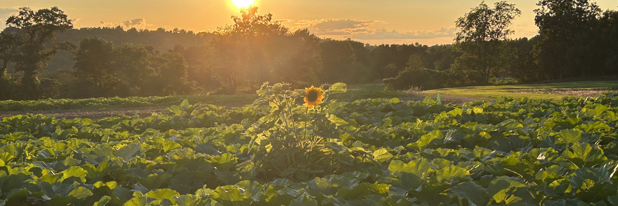 fall pumpkins in the field at sunset