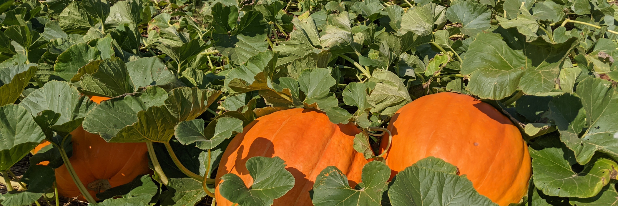 Fall Pumpkins in the field