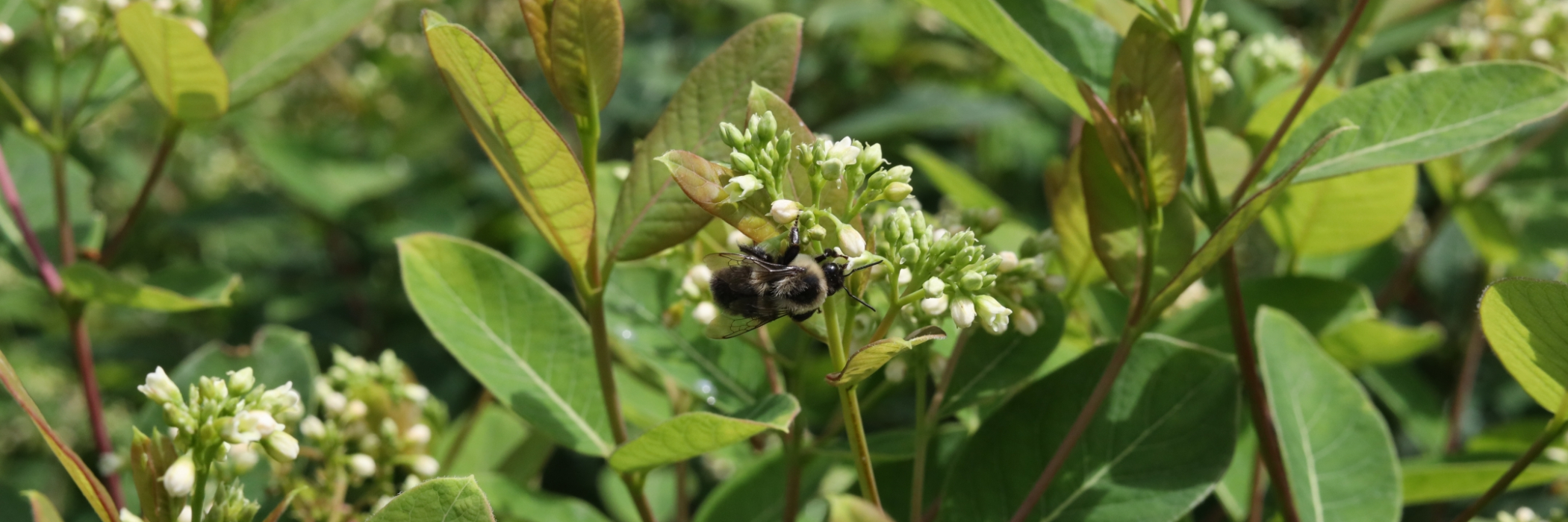 close up of bee pollinating flowers in field