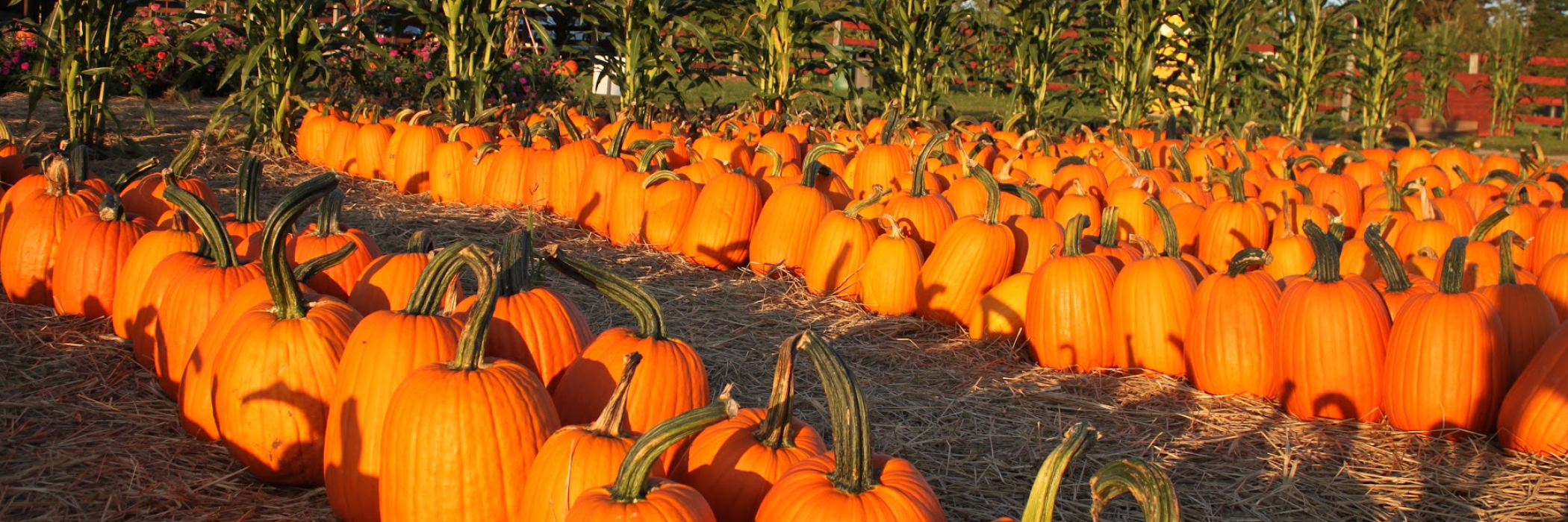 Rows of Pumpkins 