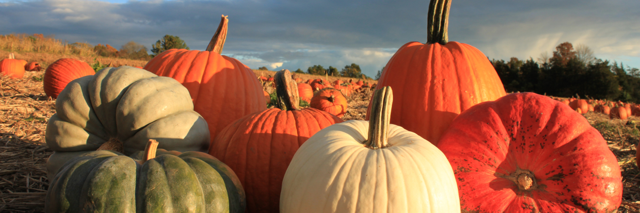 Farm grown pumpkins and squash