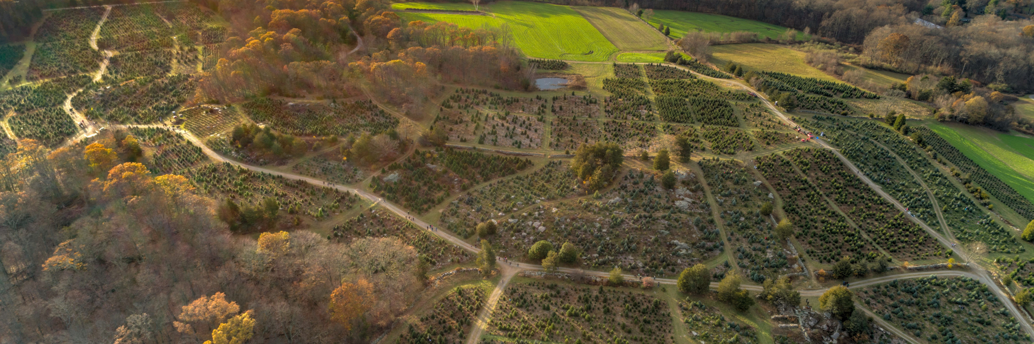 aerial drone view of farm especially Christmas trees