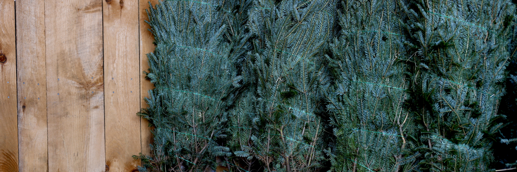 Christmas trees stacked beside the barn
