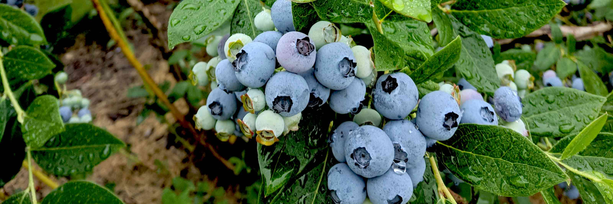 jones-family-farms-blueberries-2018