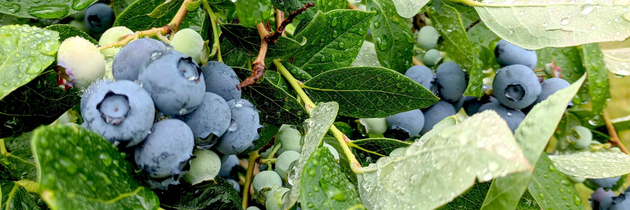 jones family farms blueberries on the vine