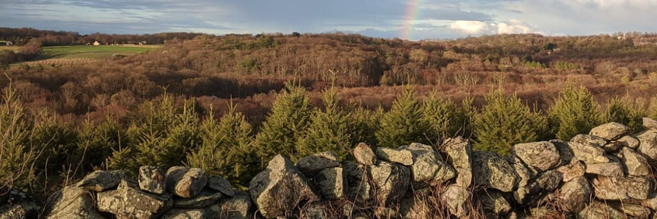 stone wall Christmas trees rainbow