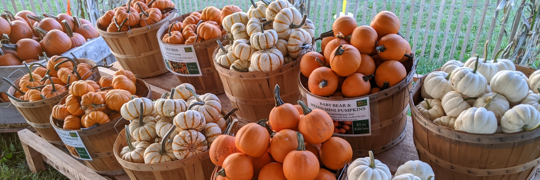 bushels of tiny pumpkins and squash