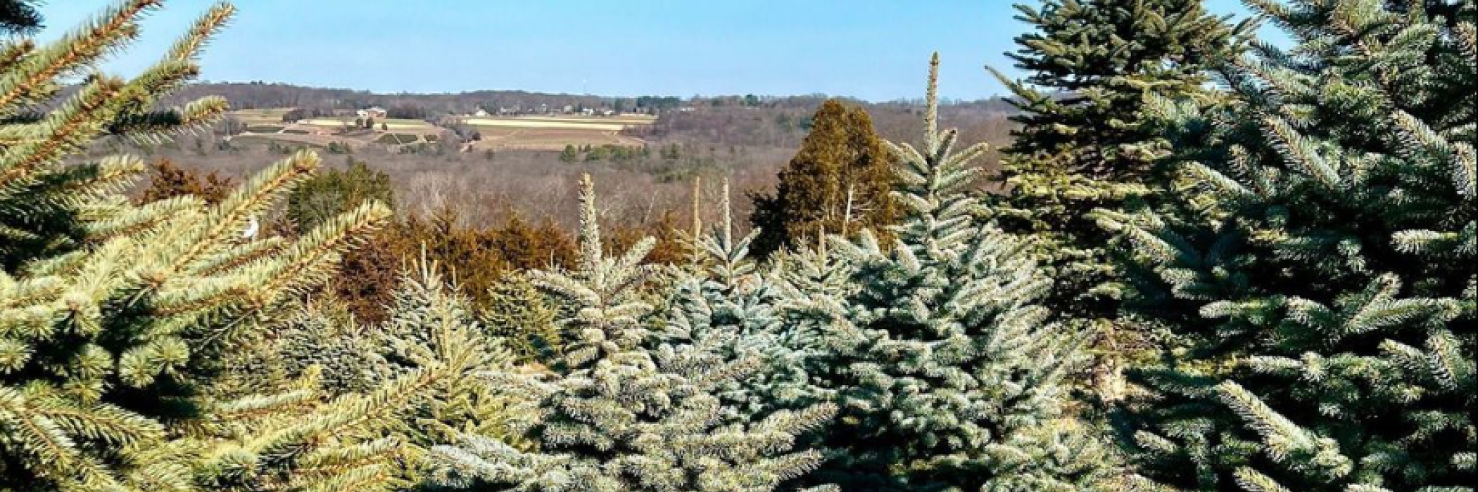 trees on the hill