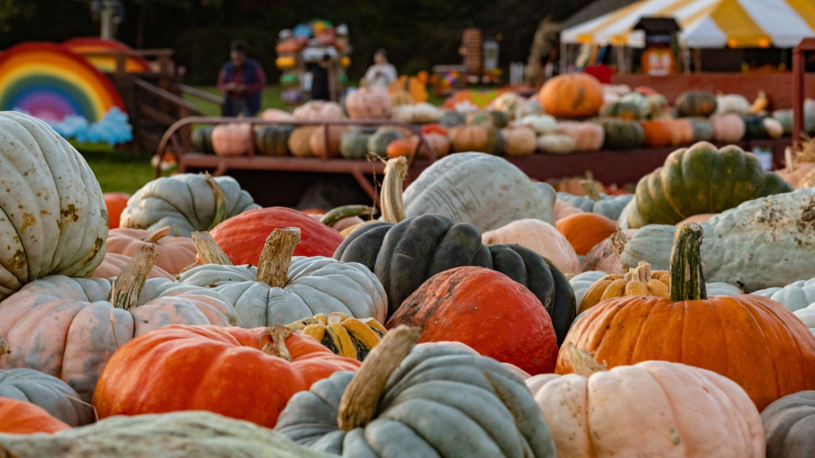 Pumpkins varieties on table 