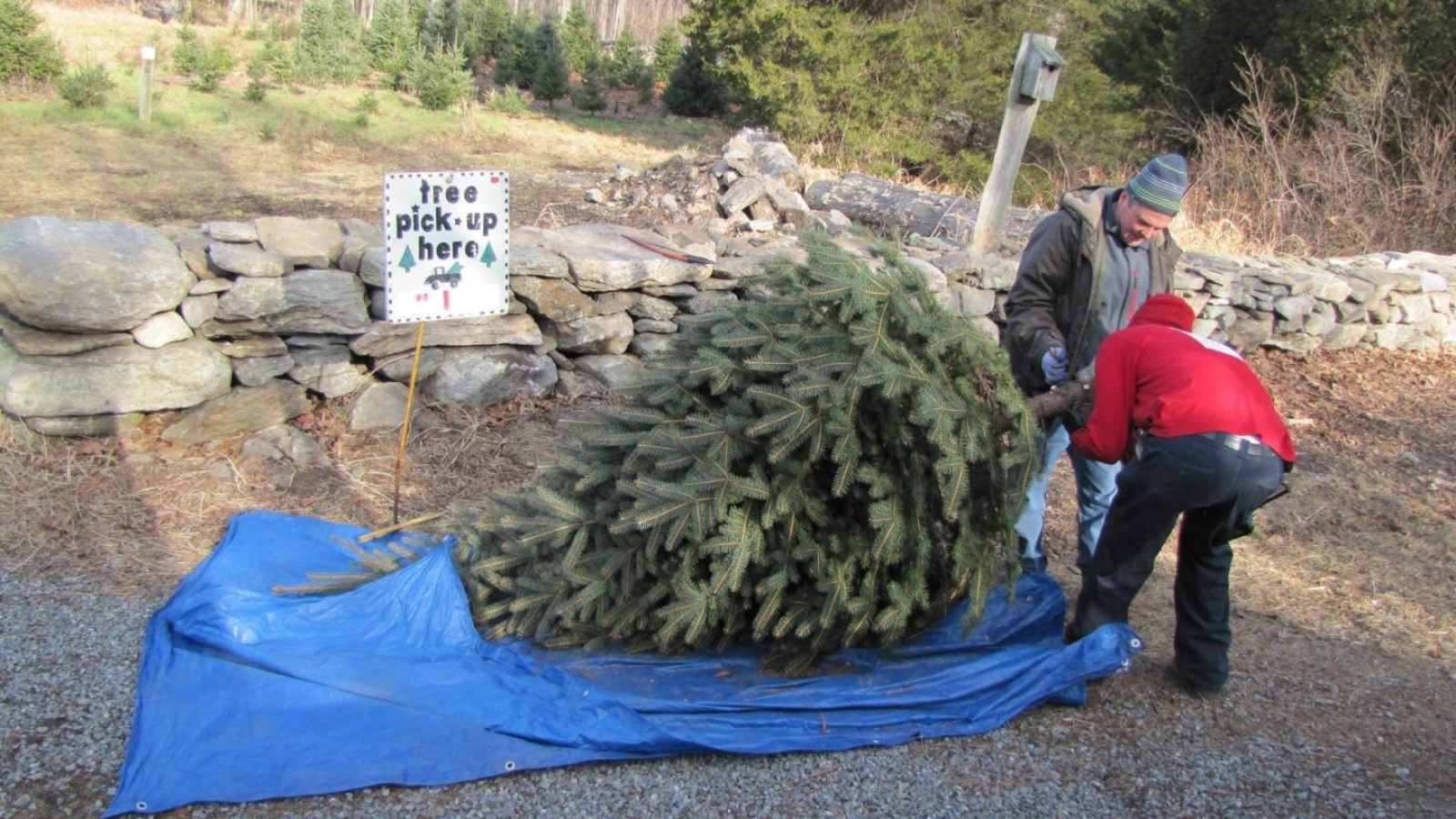 jones-family-farms-harvest-your-own-trees