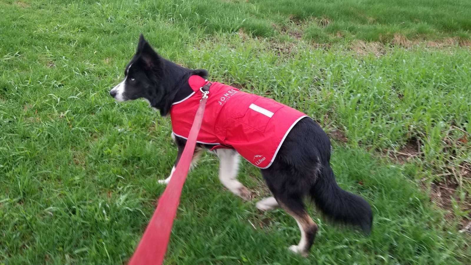 Dogs on leash at the farm at tree season only