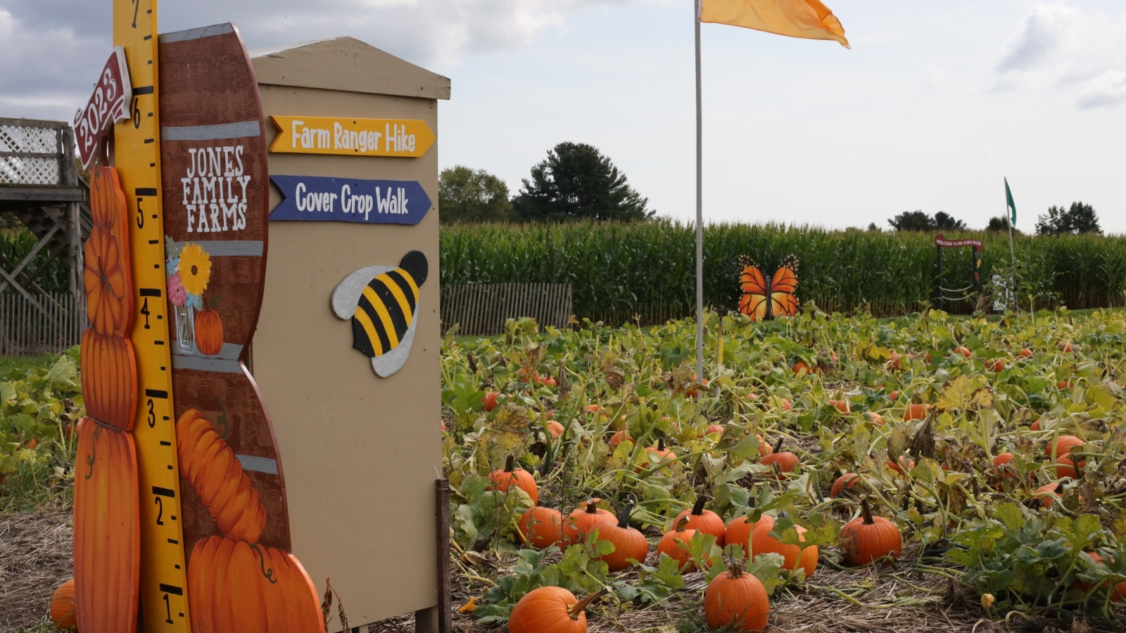 Pumpkin field and farm art