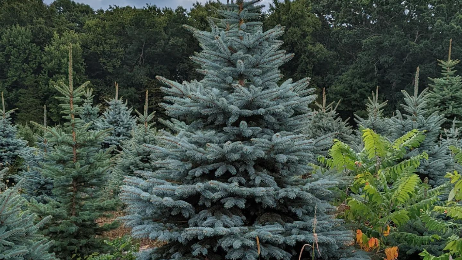 Christmas Tree: Blue Spruce