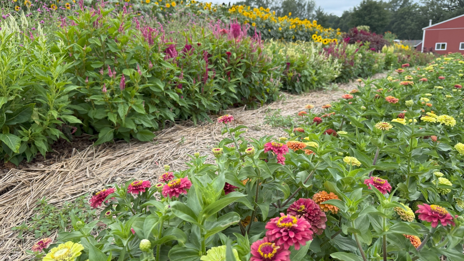 Flower garden at the Harvest Kitchen