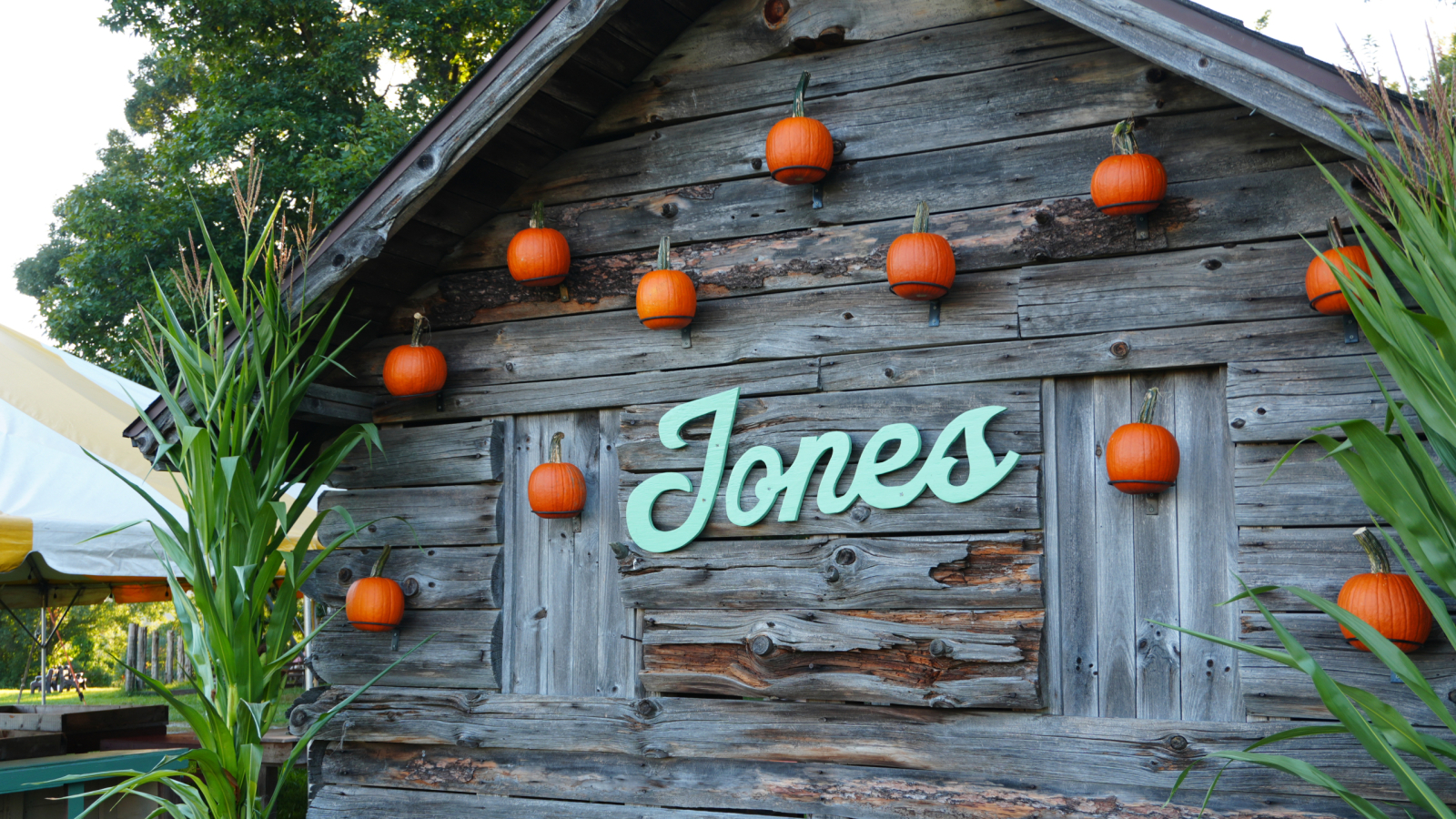 Pumpkin Wall Photo Op 