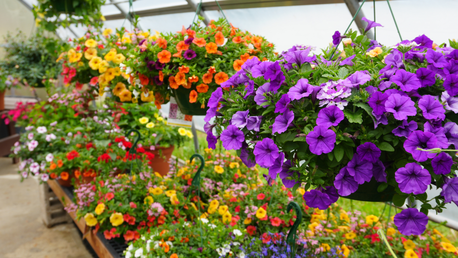 Plants growing in our greenhouse 