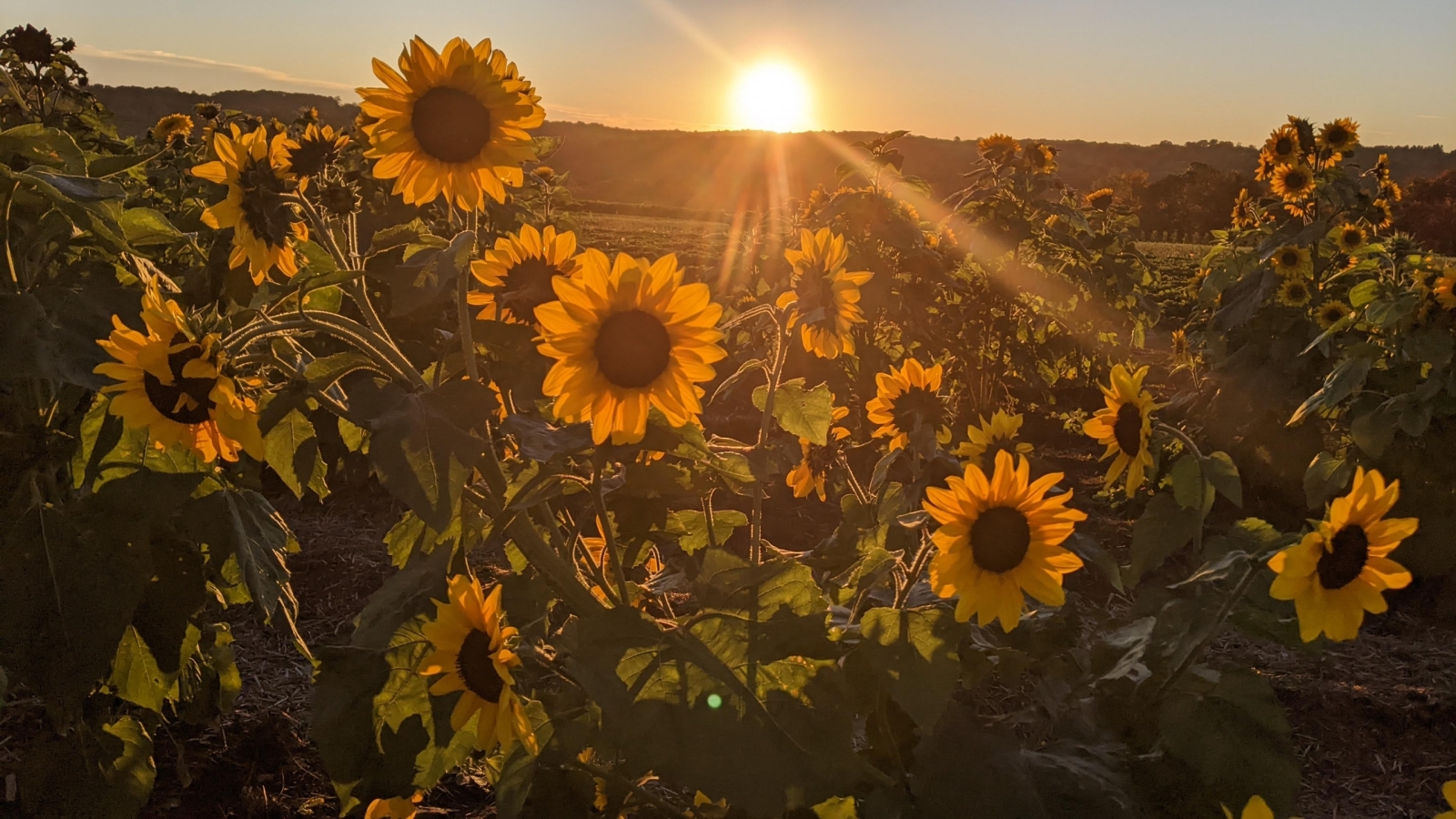 Sunflowers at sunset