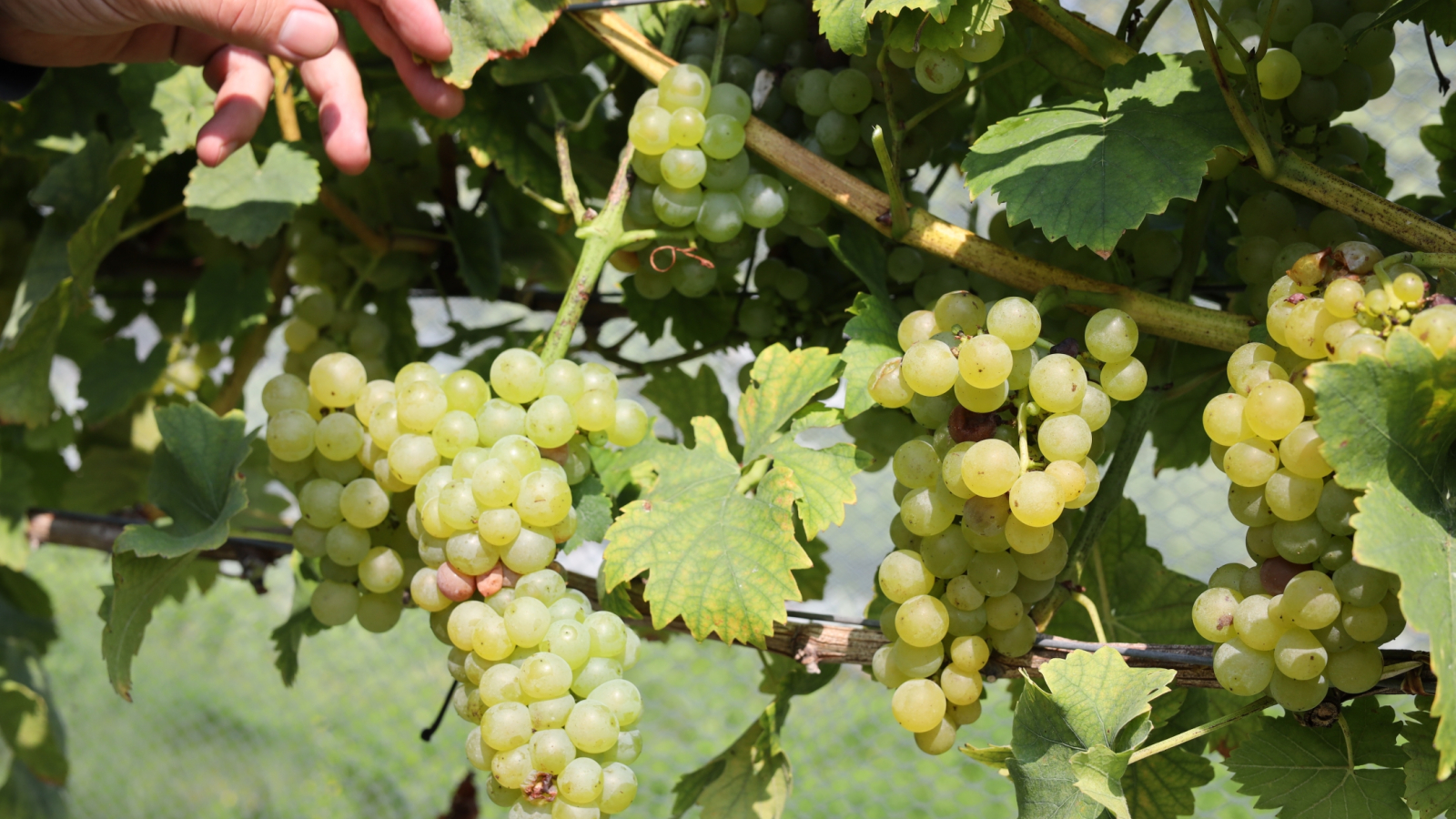 Hand reaching towards muscat grapes
