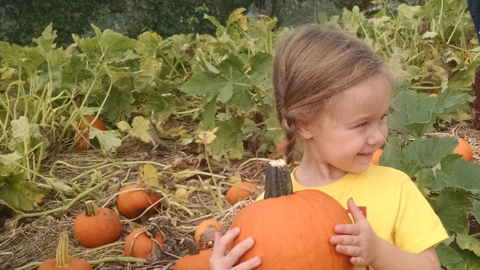 Child harvesting a pumpkin