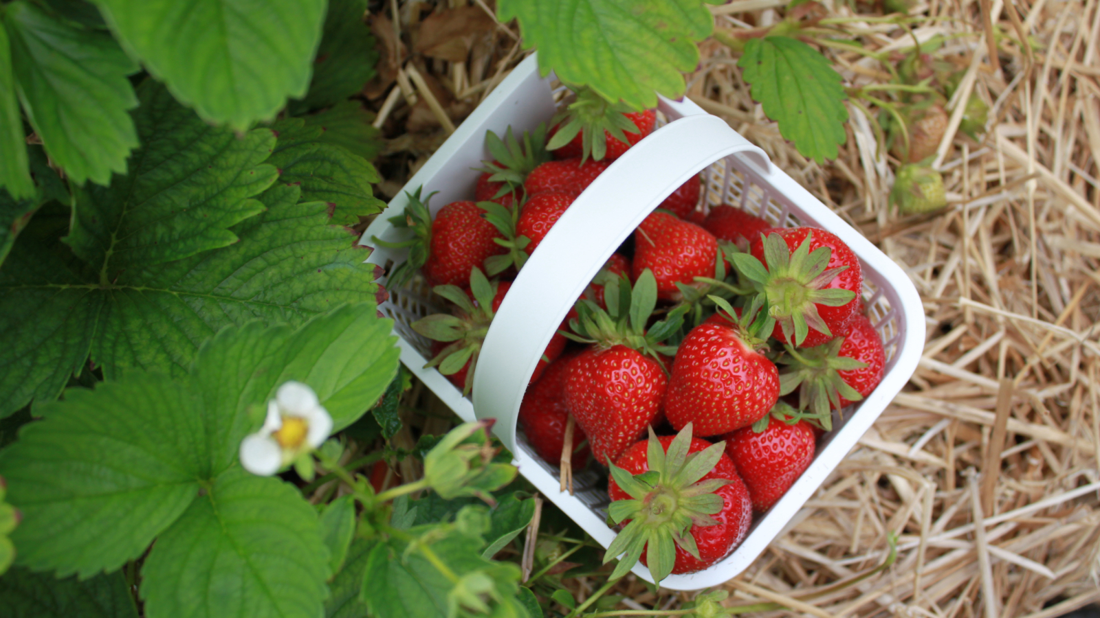 Basket of strawberries 