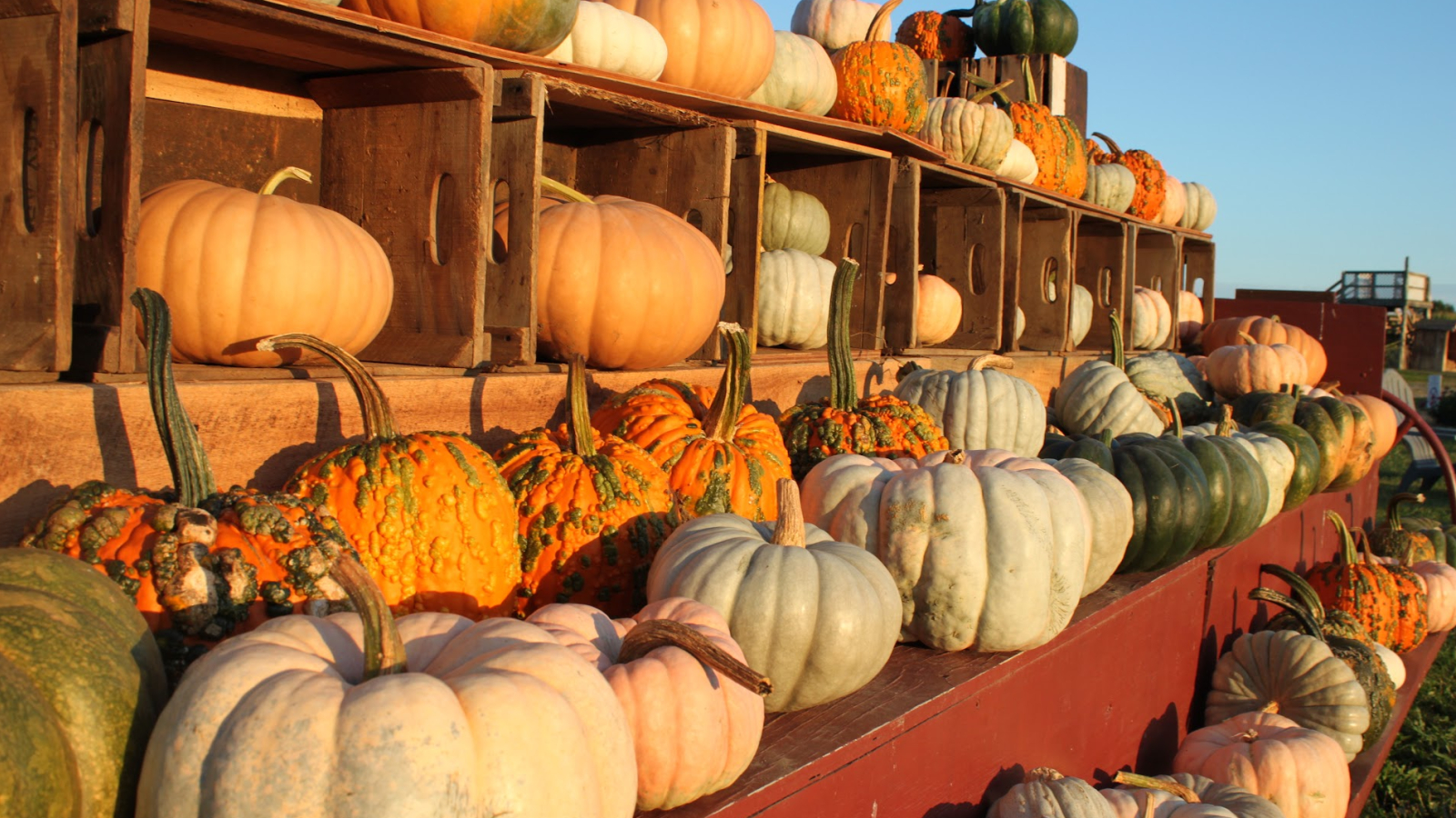 Heirloom Squash in Golden Hour Light 