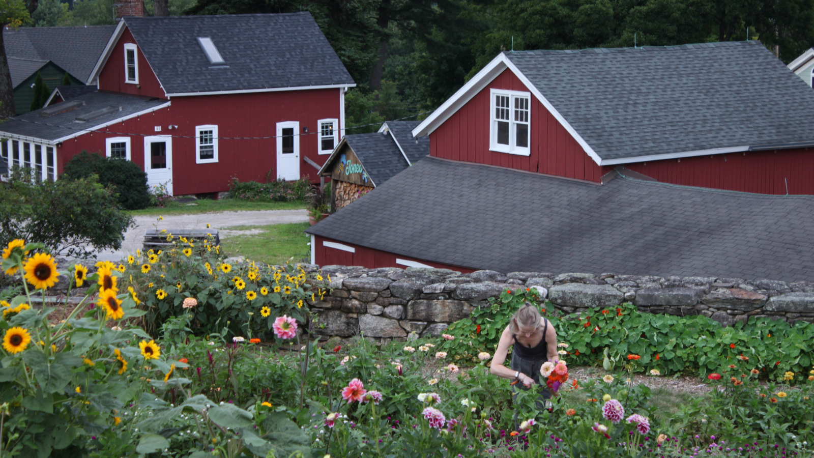 Flower Field Overlooking Homestead