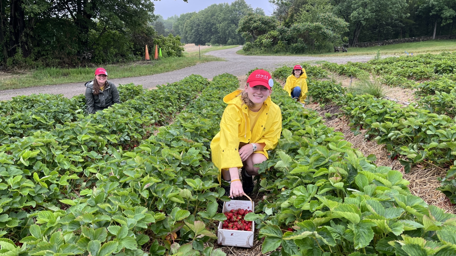 staff harvesting berries