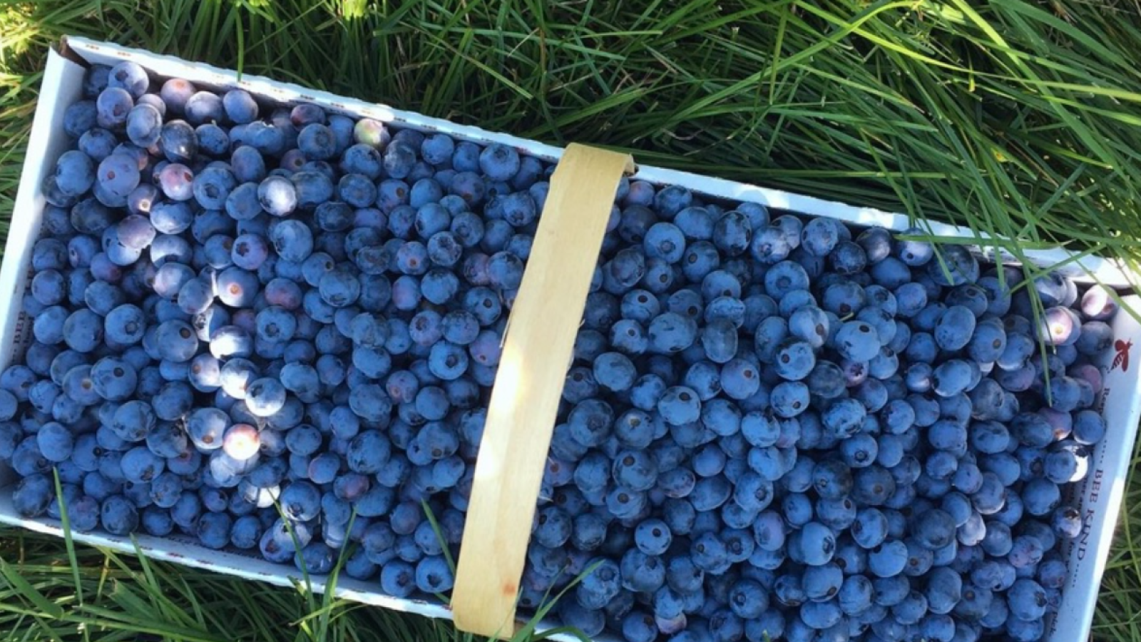 box of blueberries in the grass