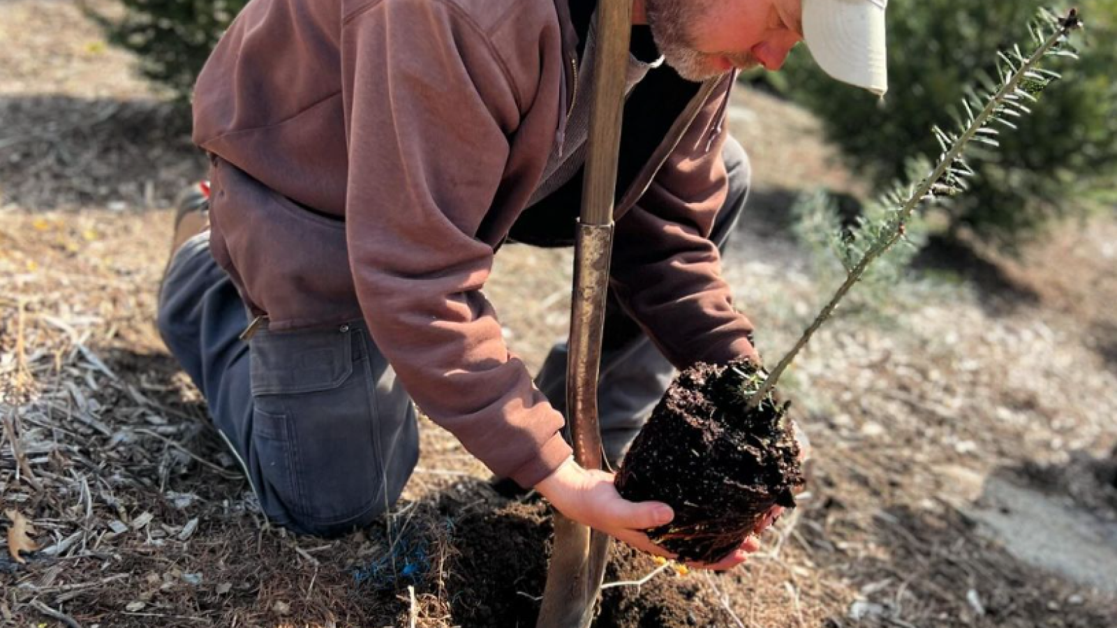 Jamie Jones plants a Christmas tree