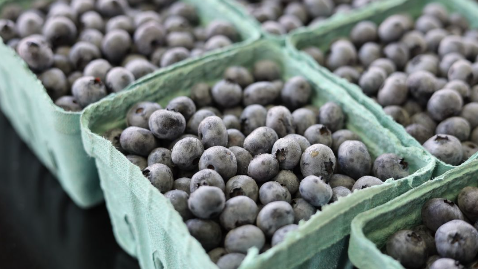 bins of pre-picked blueberries