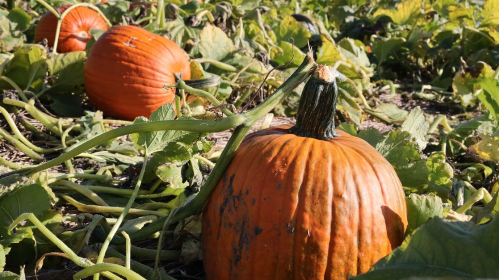 Pumpkins on the vine