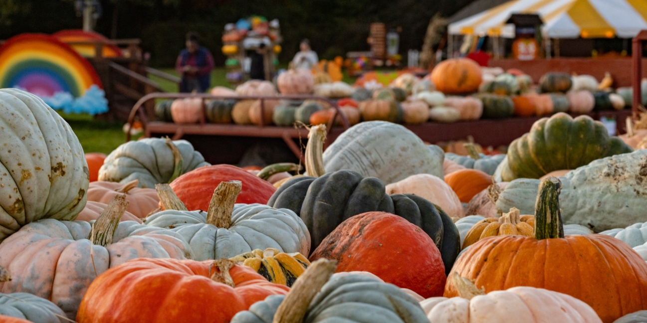 Pumpkins varieties on table 