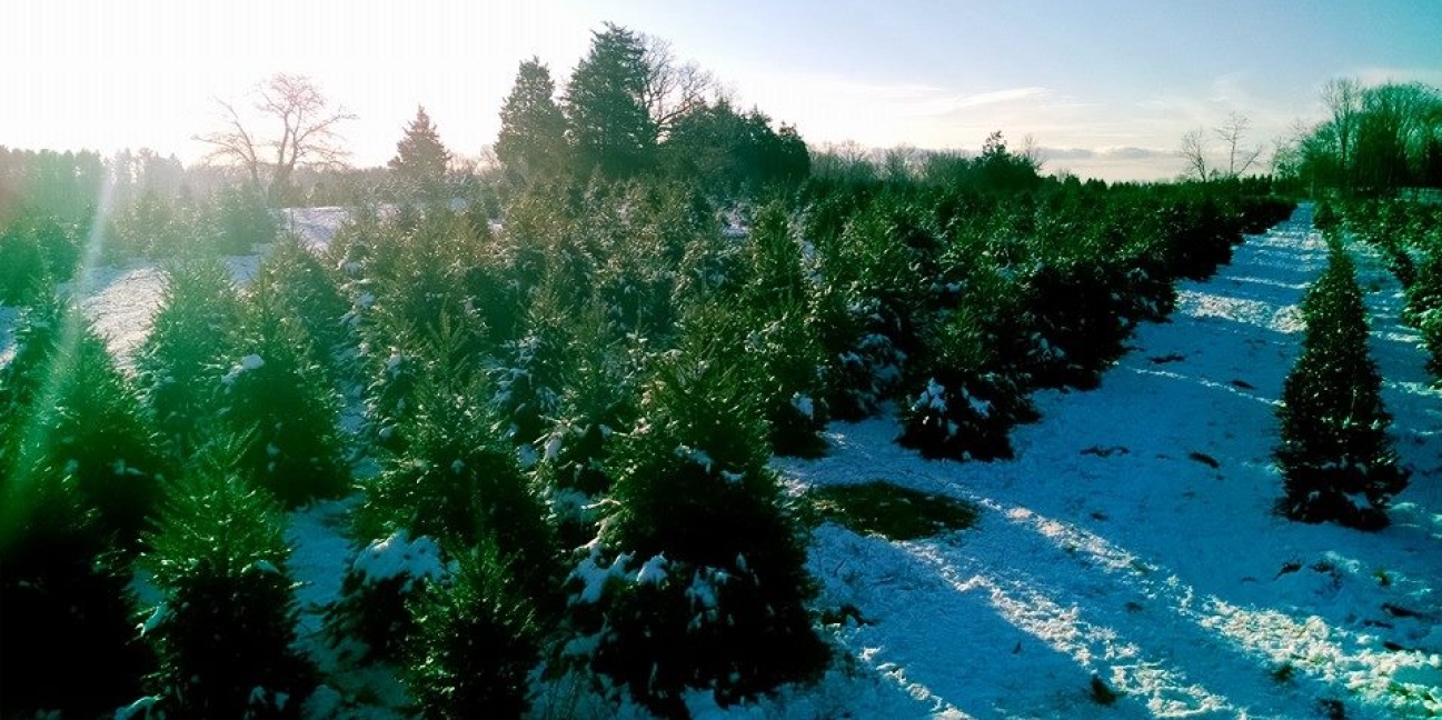 rows of christmas trees