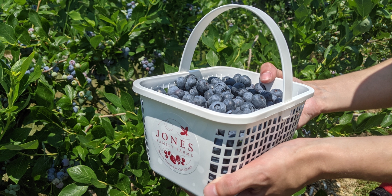 JFF basket of blueberries