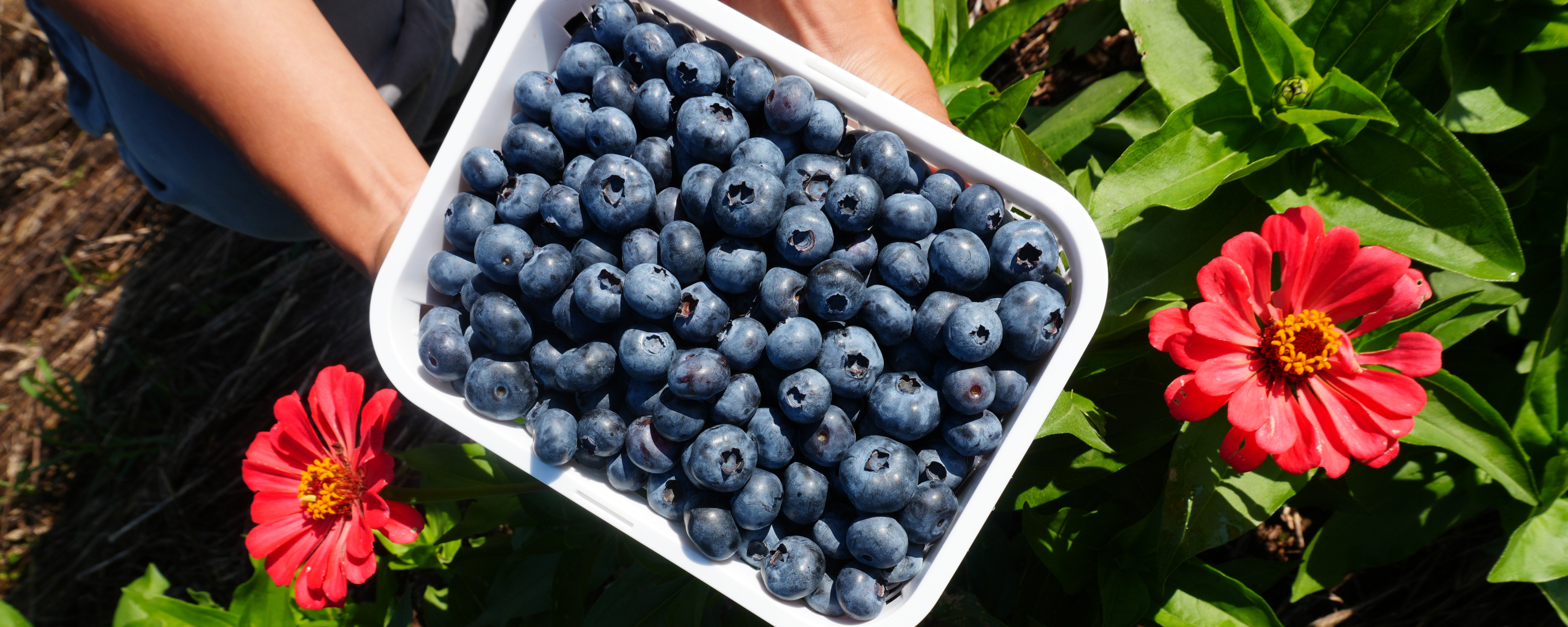 Basket of Blueberries & Flowers 