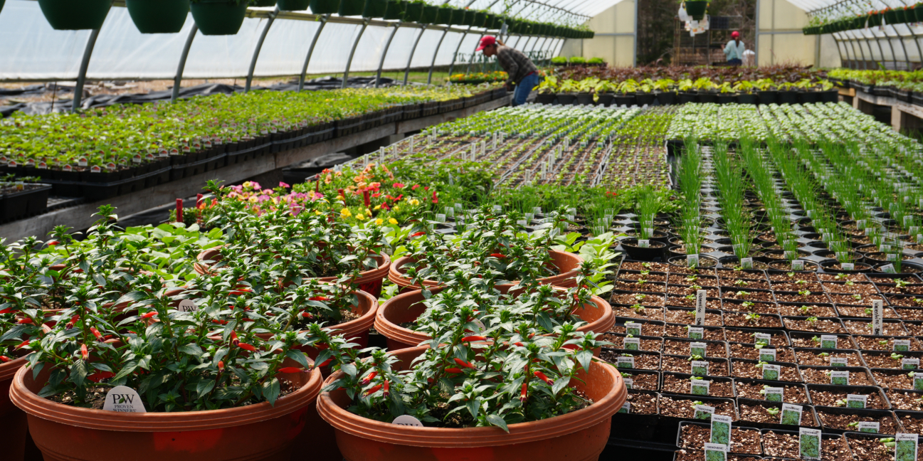 Flowers growing in our greenhouse 