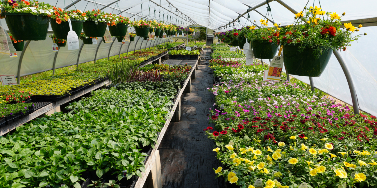 Plants growing in our greenhouse 