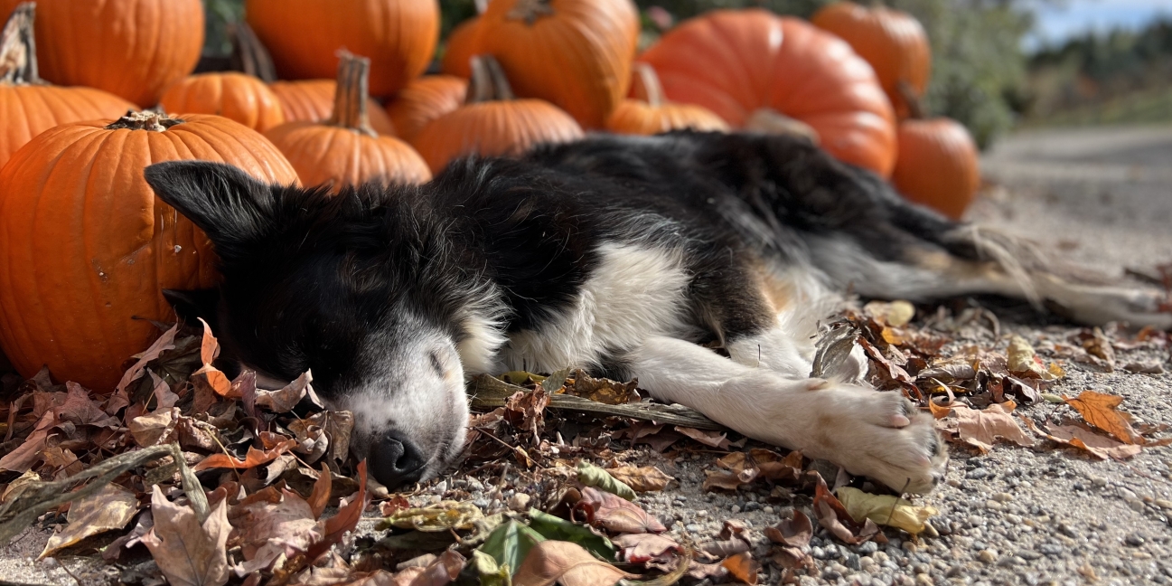 Farm dog Skye naps in a pile of pumpkins