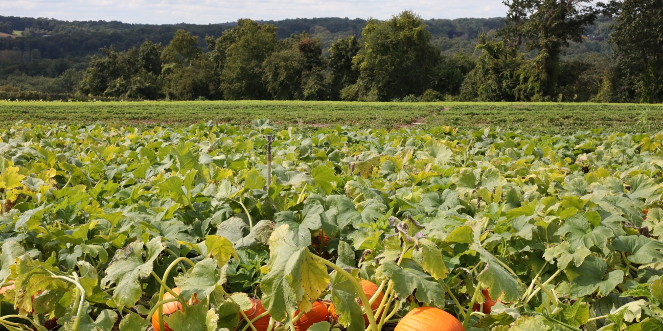 Pumpkins growing in a field