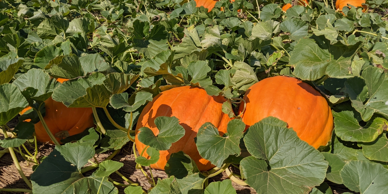 fall pumpkins on the vine in the field