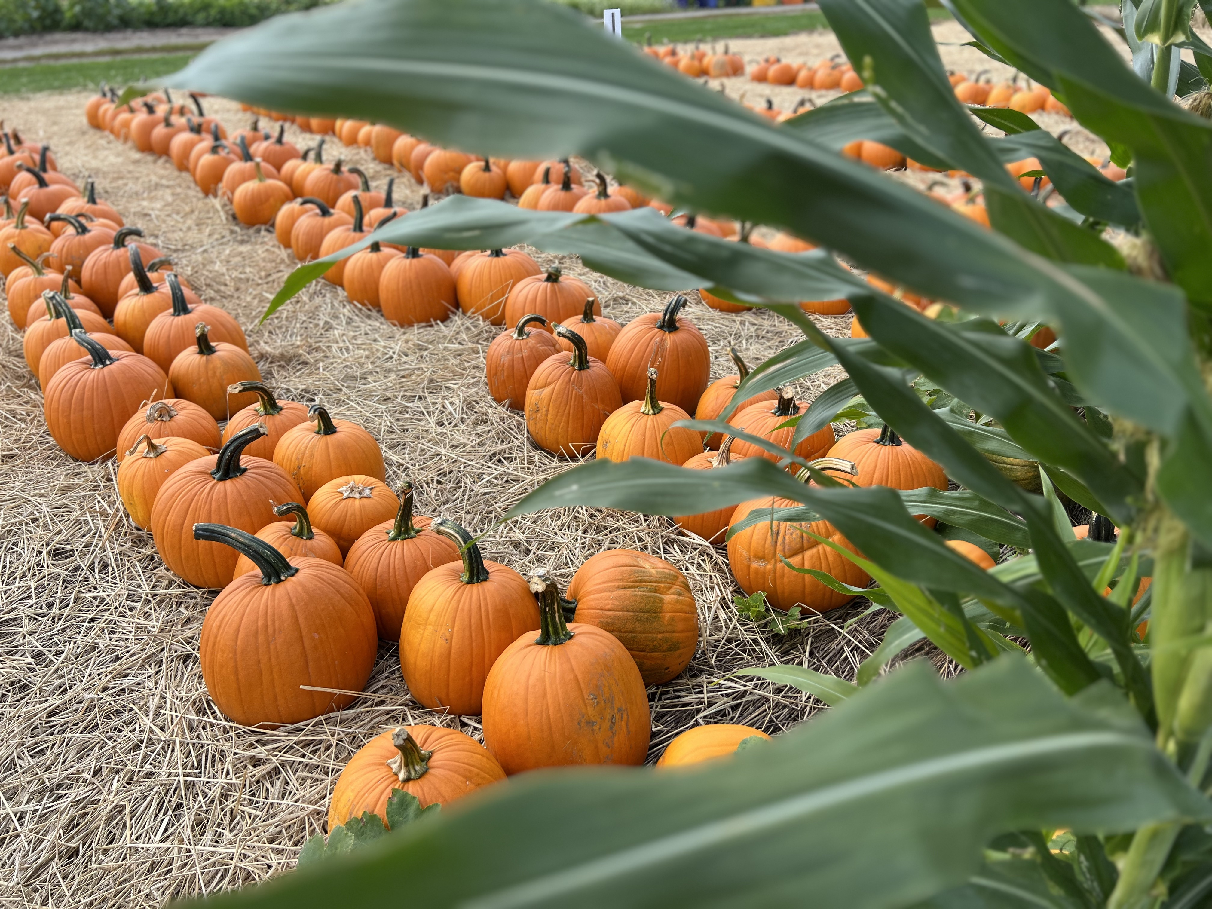 rows of pumpkins ready to take home