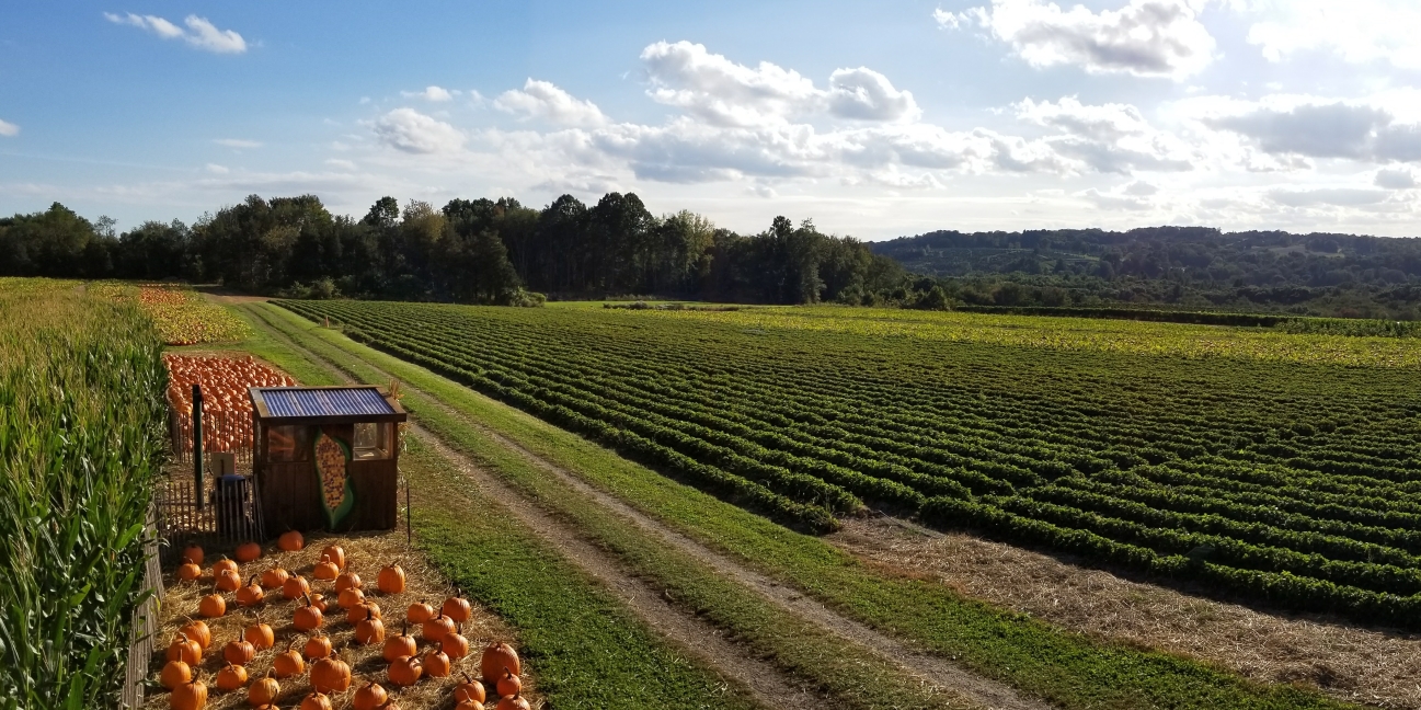 pumpkins and the fields