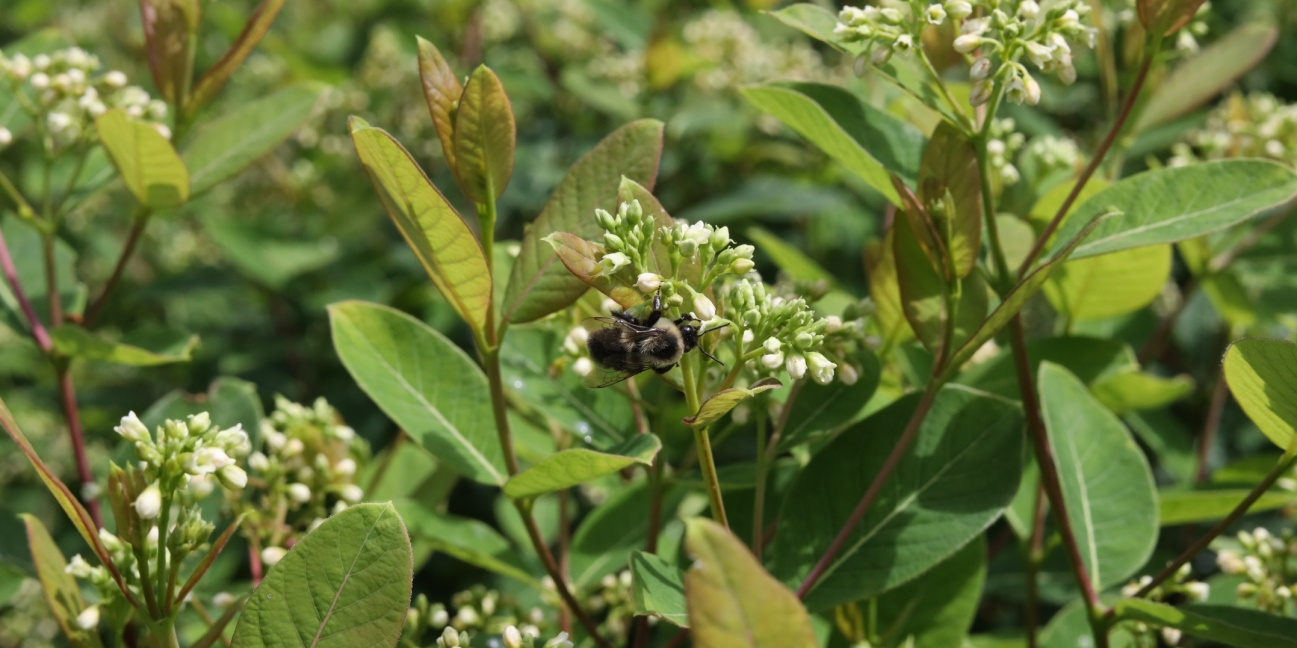 close up of bee pollinating flowers in field